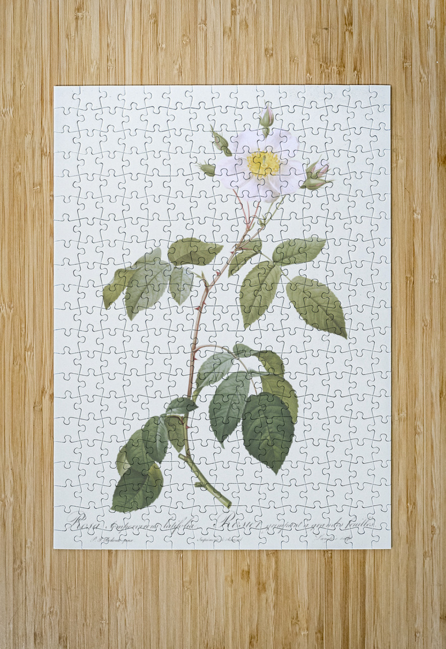 Big leaved climbing rose IStockHistory com Puzzle printing