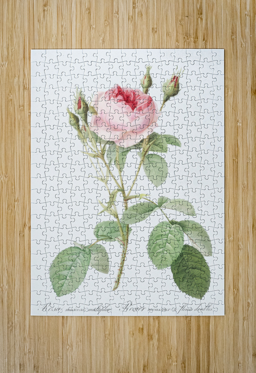 Vintage rosebush IStockHistory com Puzzle printing