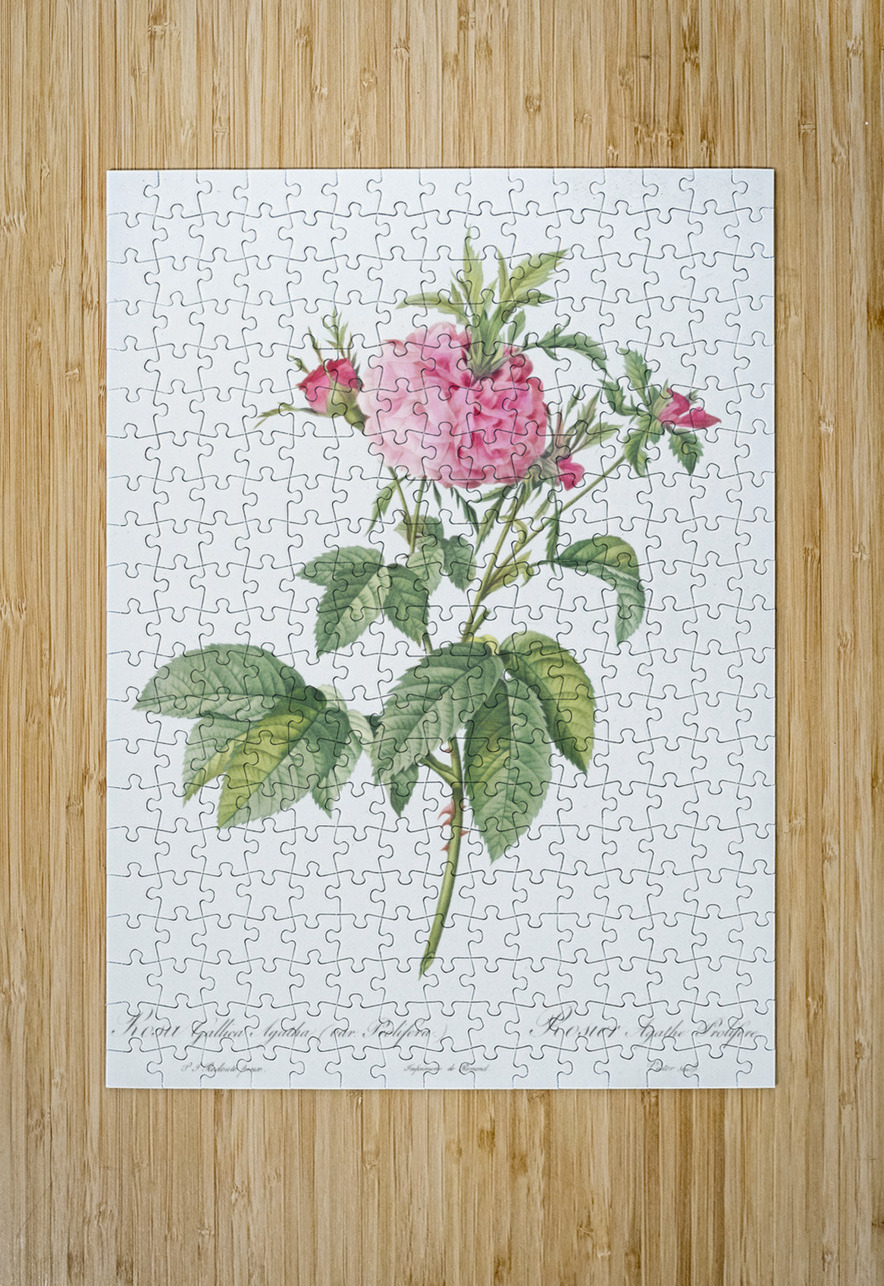 Pink agatha rose IStockHistory com Puzzle printing