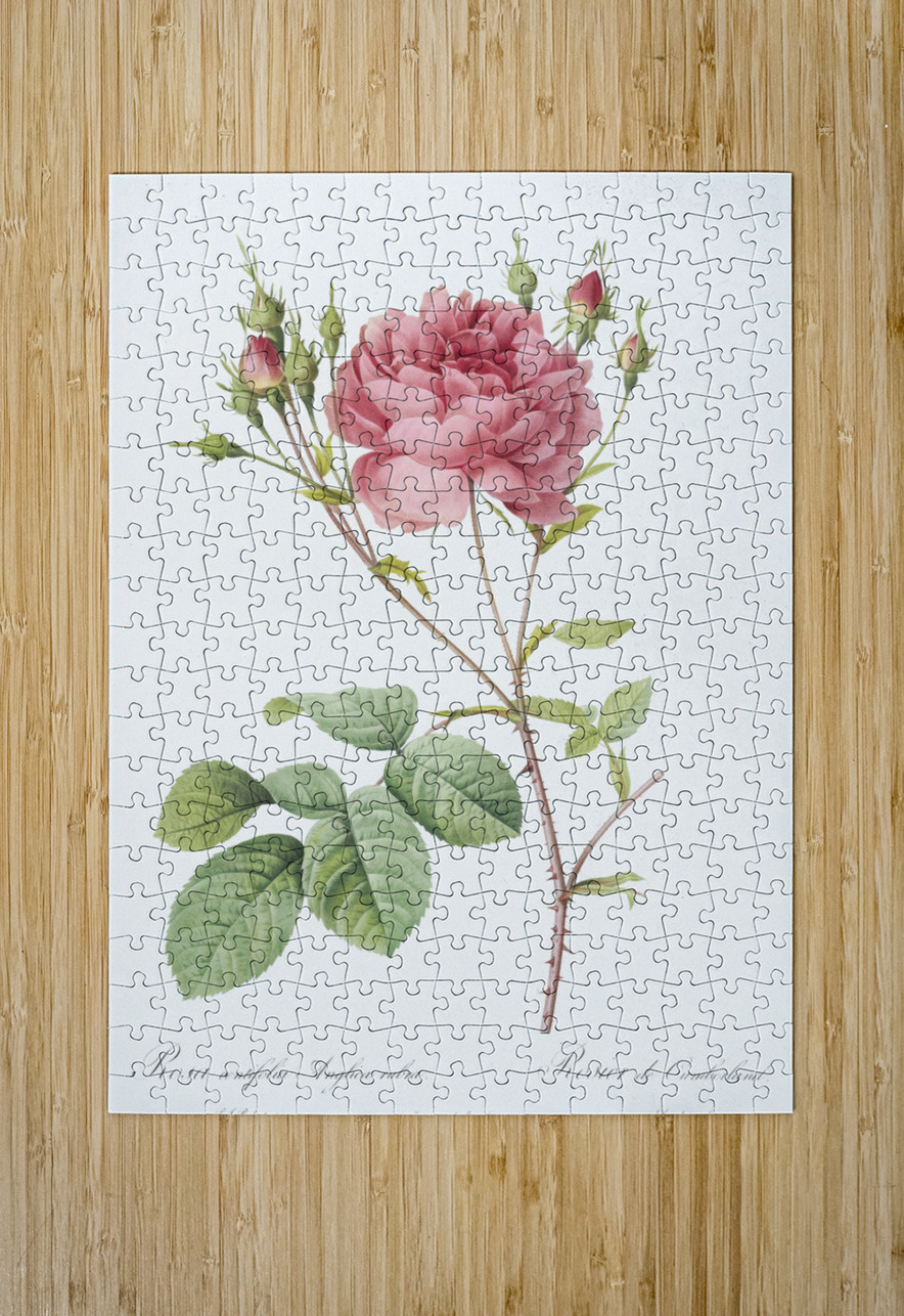 Pink agatha rose IStockHistory com Puzzle printing