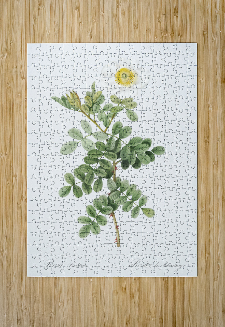 Macartney Rose IStockHistory com Puzzle printing