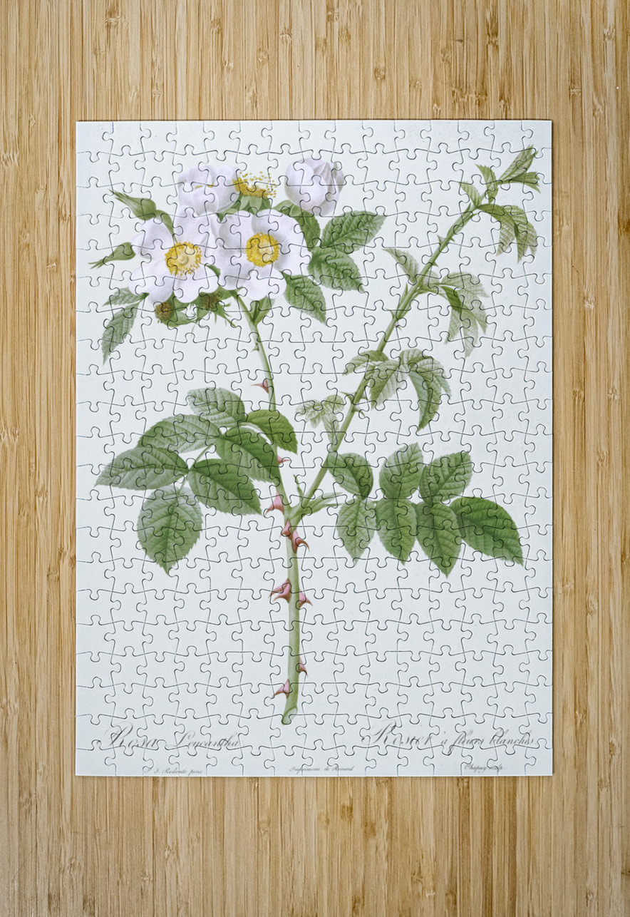 White flowered rose IStockHistory com Puzzle printing
