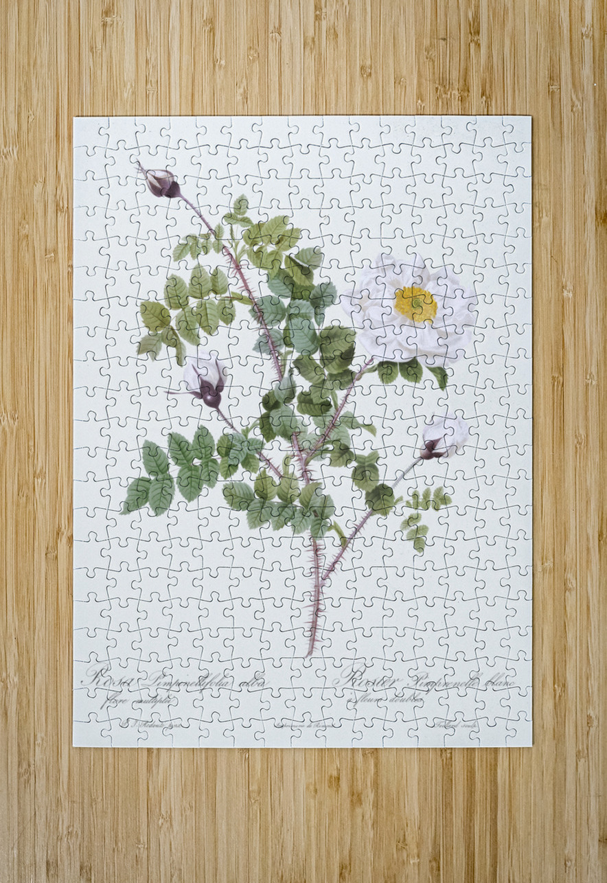 White flowered rose IStockHistory com Puzzle printing