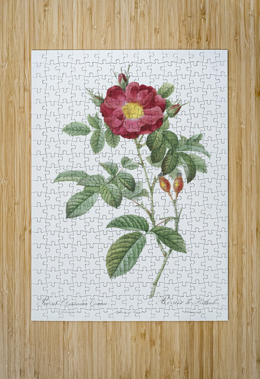 Blooming red postrland rose IStockHistory com Puzzle printing