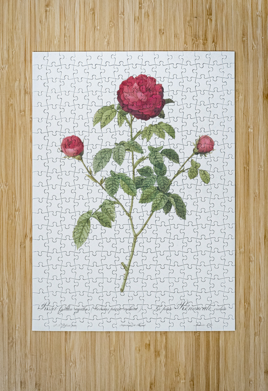 Agatha rose in bloom IStockHistory com Puzzle printing