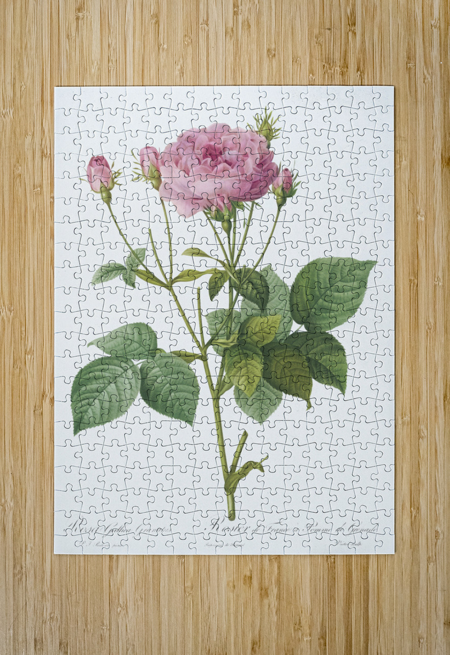 Pink french roses IStockHistory com Puzzle printing