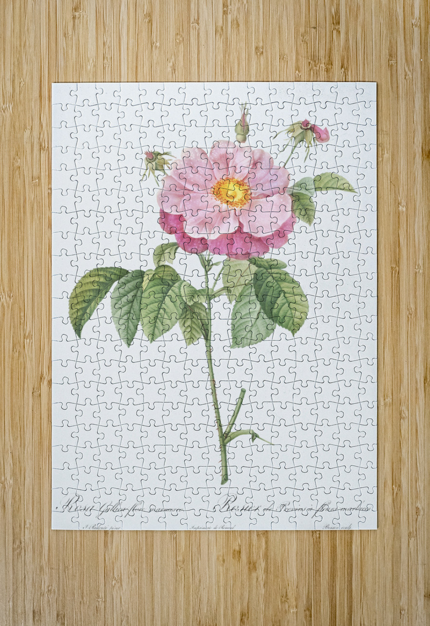 Speckled provins rose IStockHistory com Puzzle printing