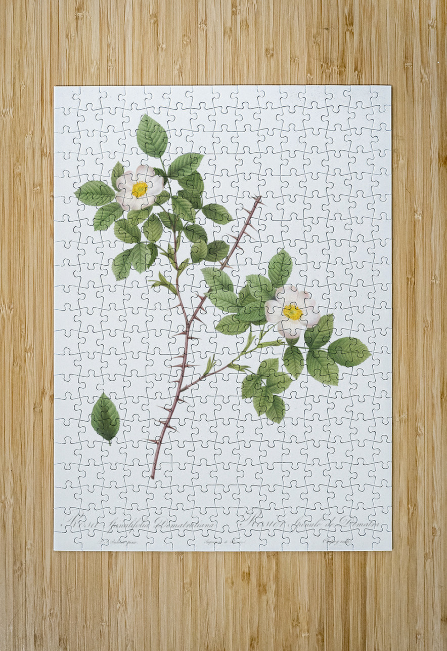 Vintage Rose of Dematra IStockHistory com Puzzle printing