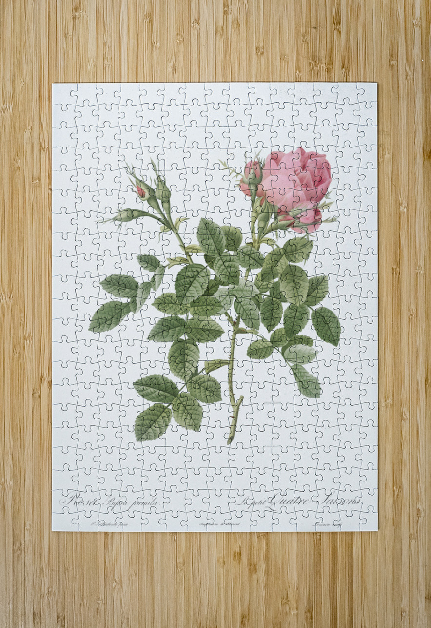 Small damask rose IStockHistory com Puzzle printing