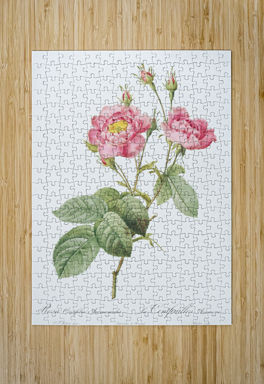 Vintage pink rose IStockHistory com Puzzle printing