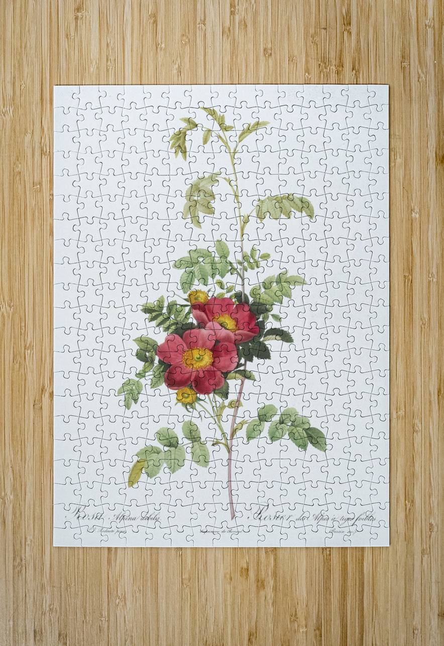 Vintage alpine rose IStockHistory com Puzzle printing
