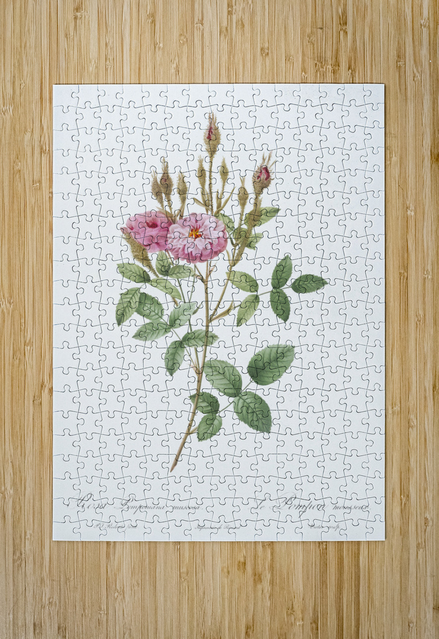 Mossy pompon rose IStockHistory com Puzzle printing