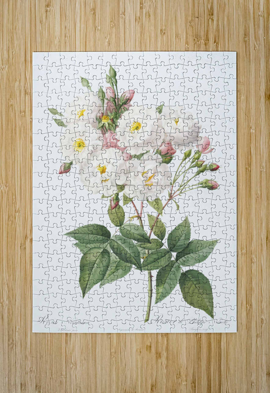 Flowering rosebush IStockHistory com Puzzle printing