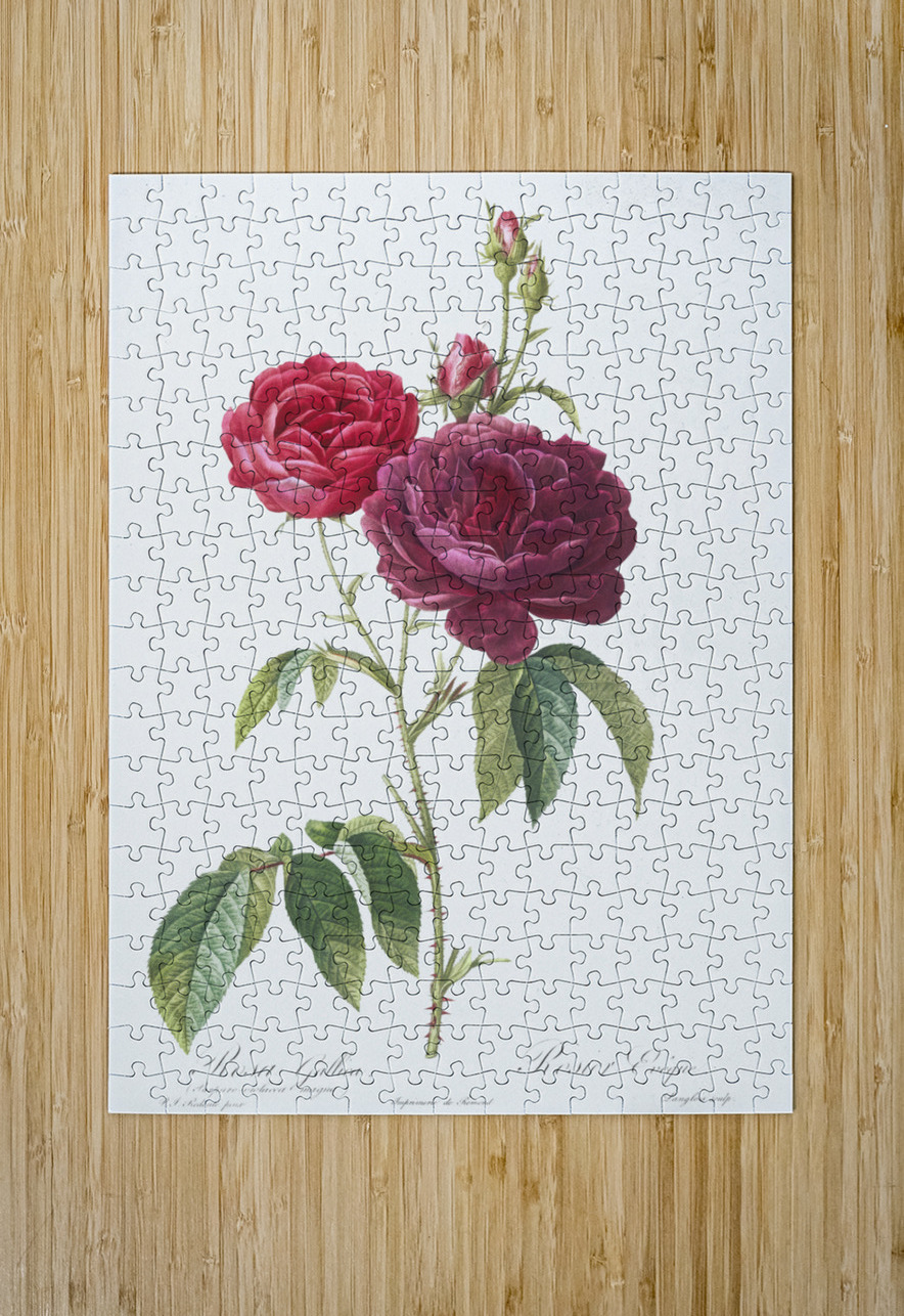 Blooming purple roses IStockHistory com Puzzle printing