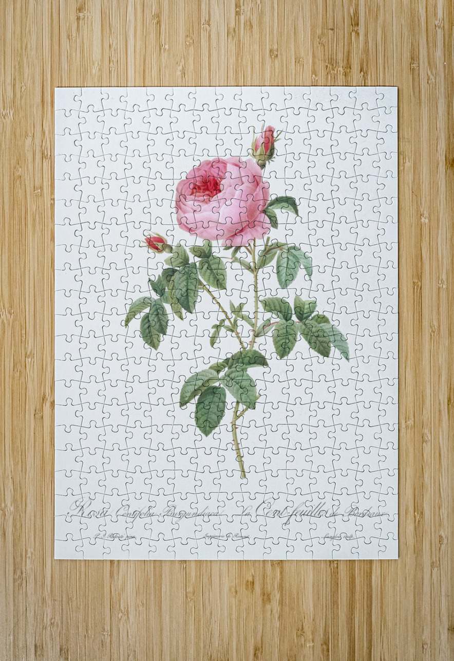Provence rose in bloom IStockHistory com Puzzle printing