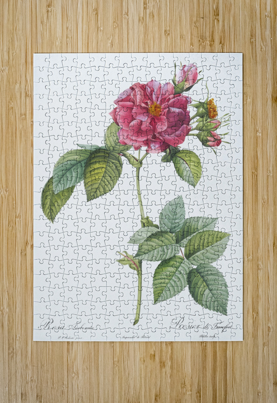 Pink french roses IStockHistory com Puzzle printing