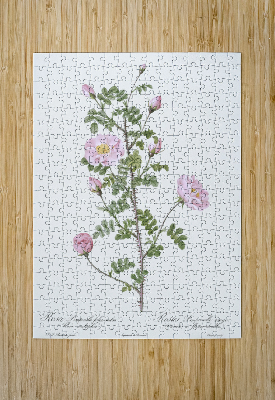 Pink scotch briar rose IStockHistory com Puzzle printing