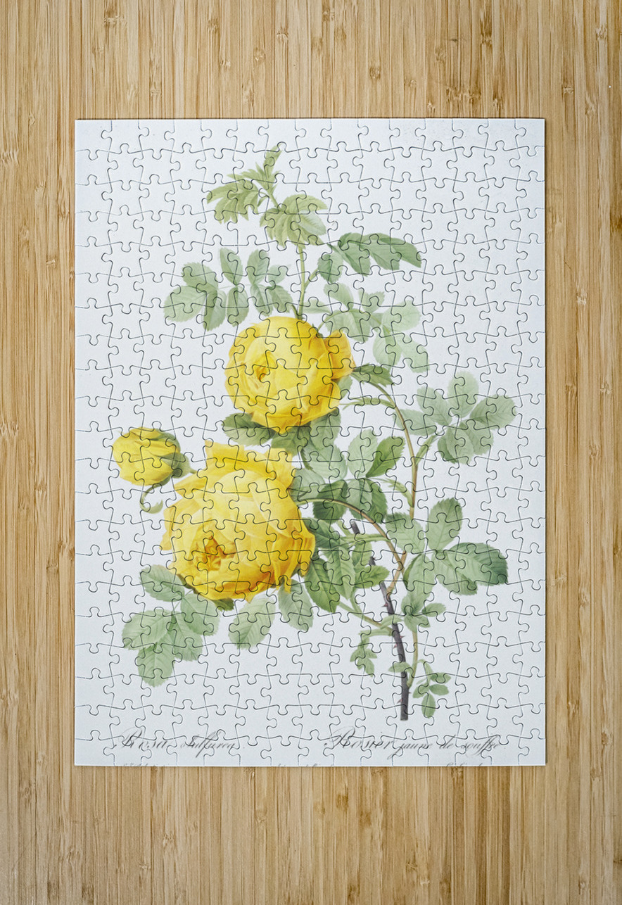 Pink Agatha rose IStockHistory com Puzzle printing