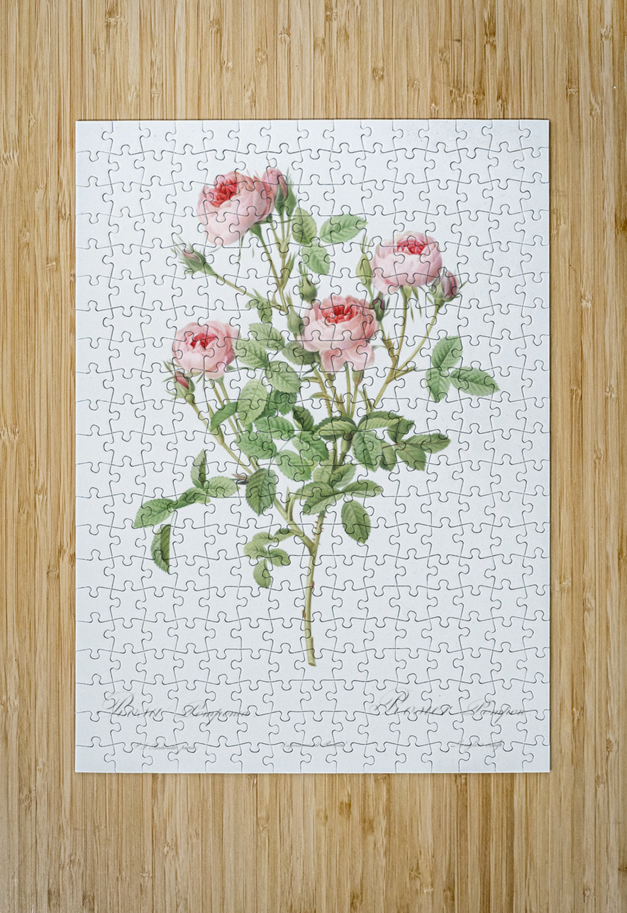 Blooming pink rosebush IStockHistory com Puzzle printing