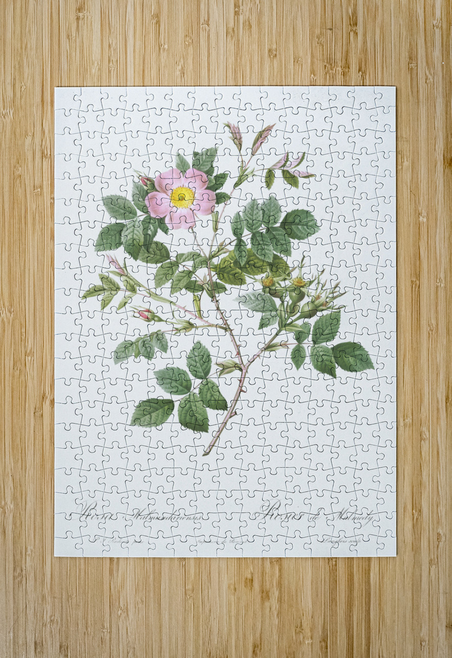 Vintage malmedy rose IStockHistory com Puzzle printing