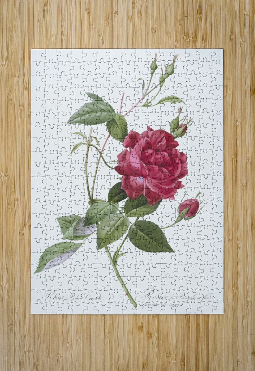 Red bengal rose IStockHistory com Puzzle printing