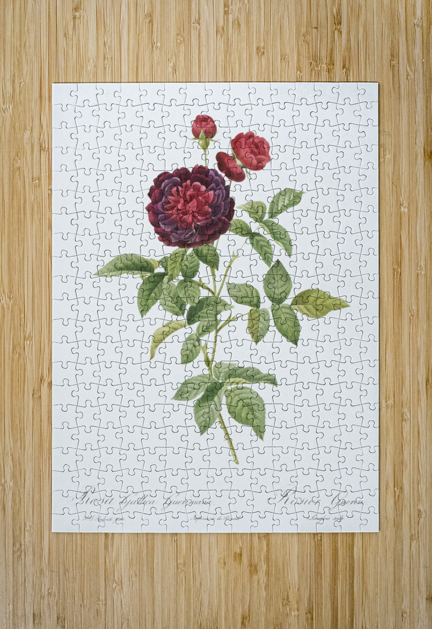 One hundred leaved rose IStockHistory com Puzzle printing