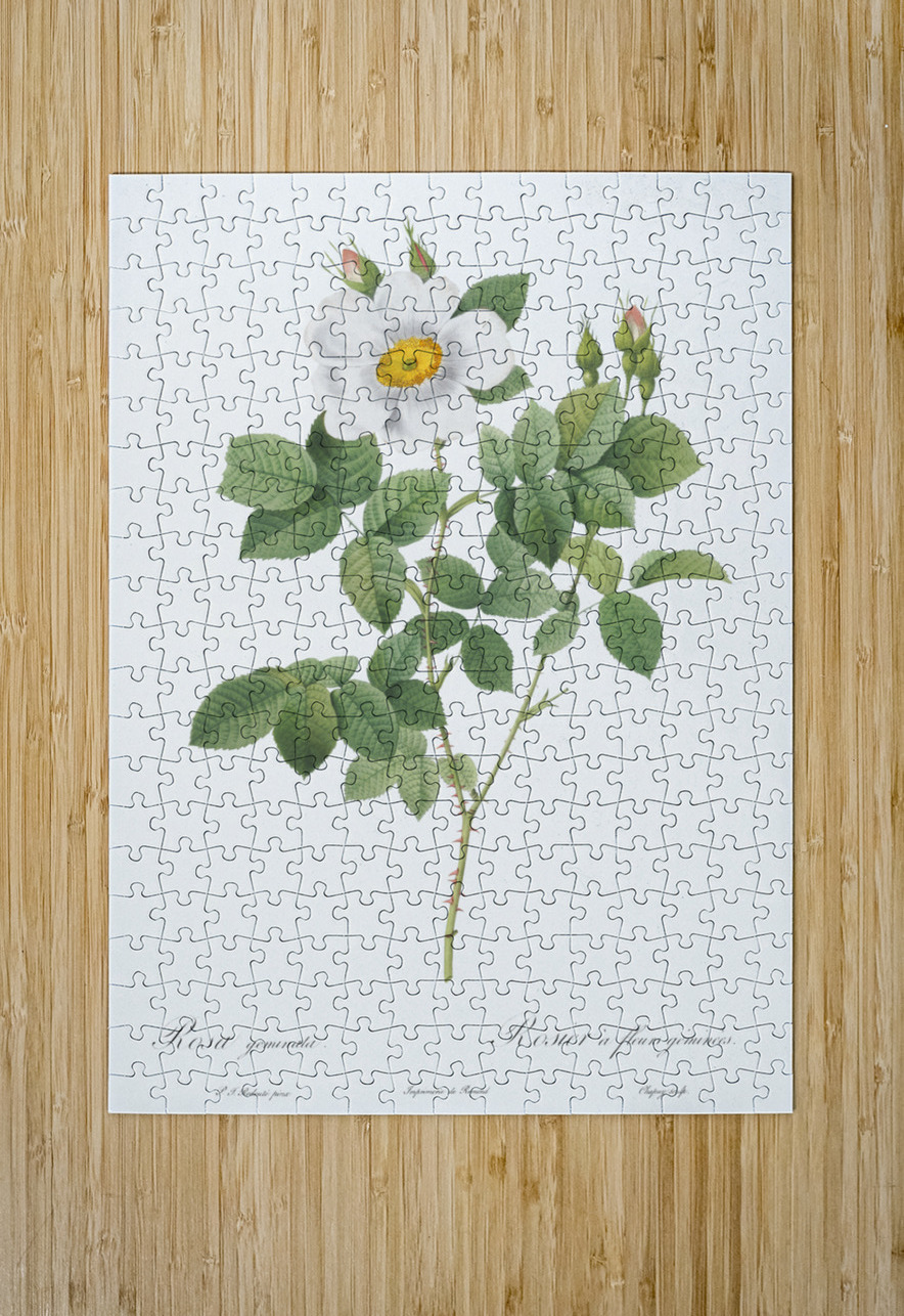 Blooming white roses IStockHistory com Puzzle printing