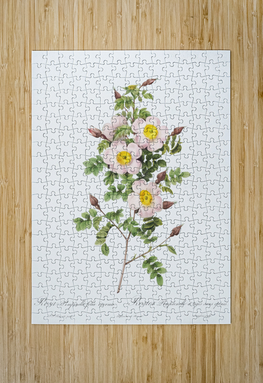 Vintage thornless Burnet rose IStockHistory com Puzzle printing