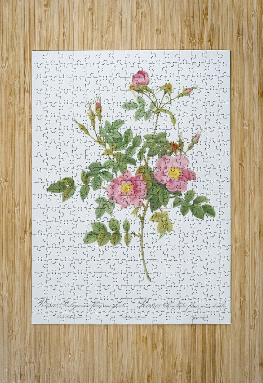 Burgundy cabbage rose in bloom IStockHistory com Puzzle printing