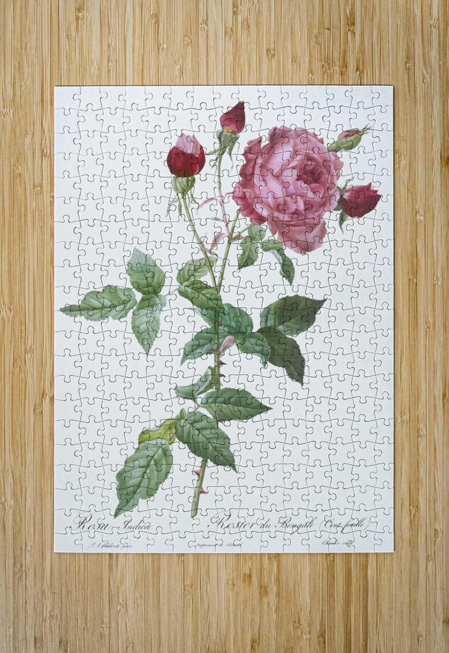 Blooming pink cabbage rose IStockHistory com Puzzle printing