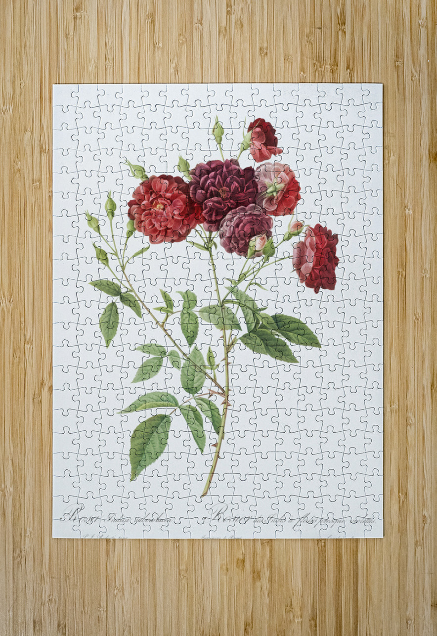 Ternaux rose in bloom IStockHistory com Puzzle printing