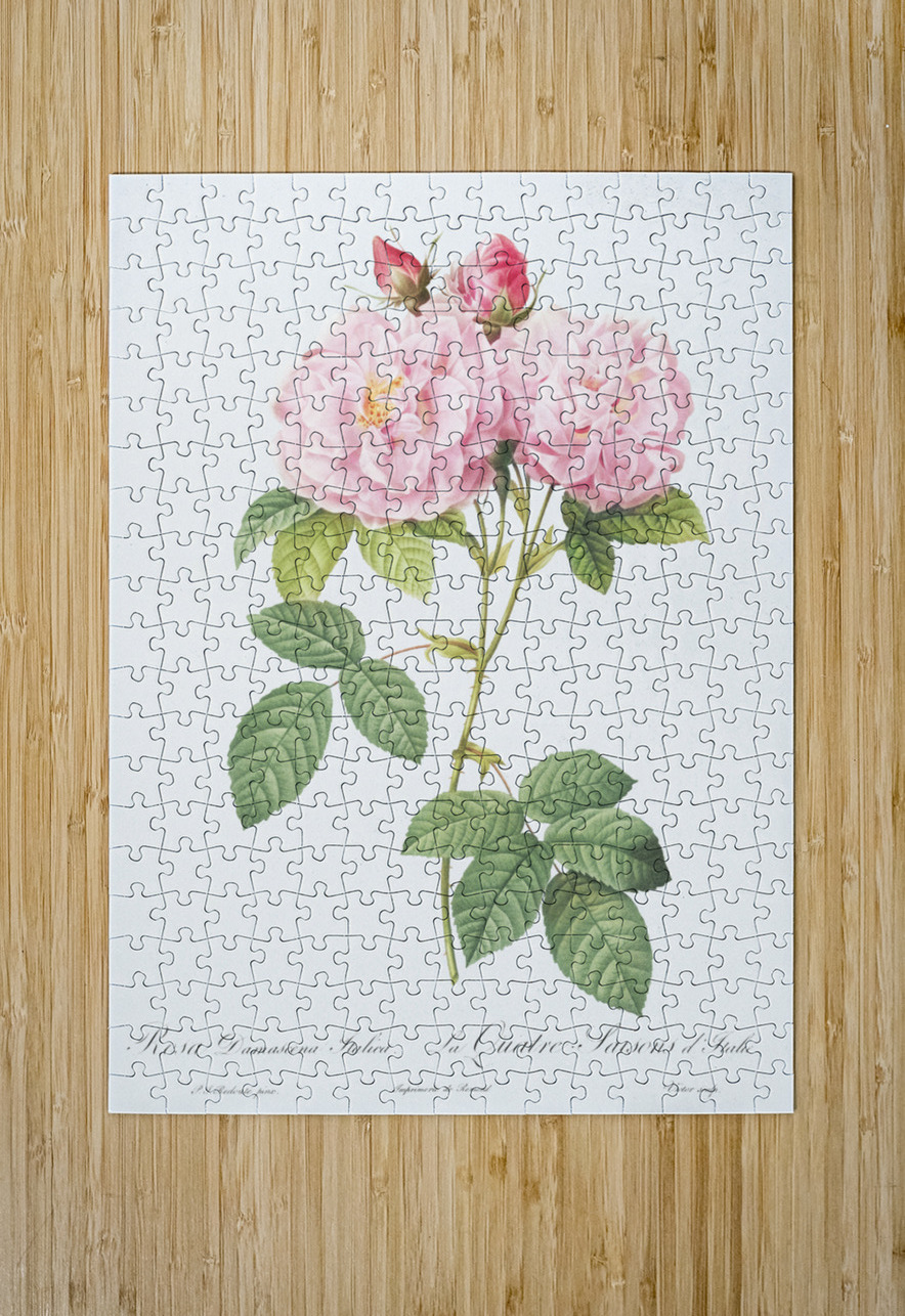 Vintage Leschenaults Rose IStockHistory com Puzzle printing