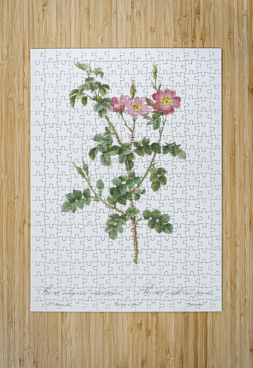 Prickly sweet briar roses IStockHistory com Puzzle printing