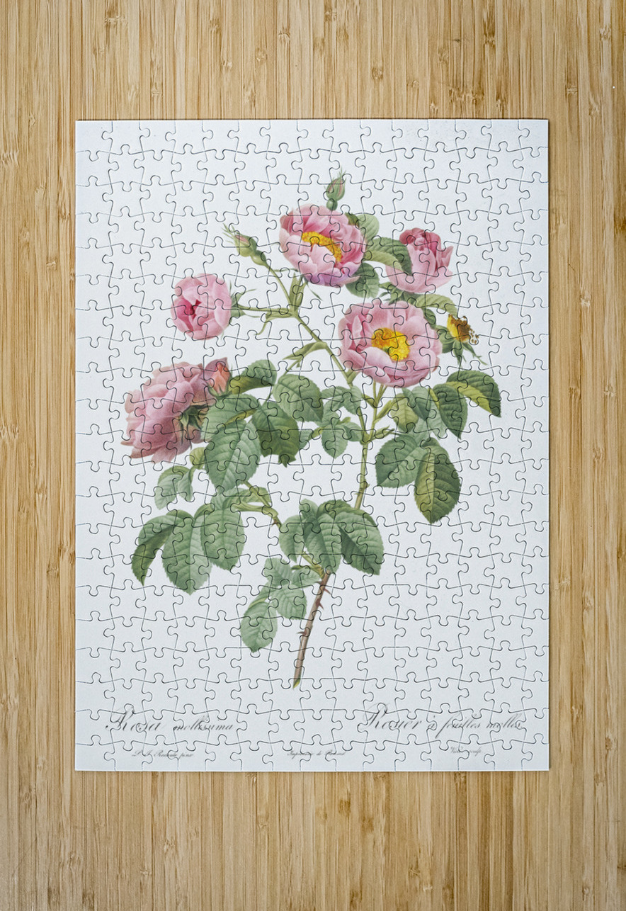 Pink roses in bloom IStockHistory com Puzzle printing
