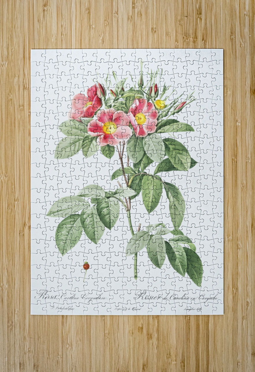 Blooming pink rosebush IStockHistory com Puzzle printing