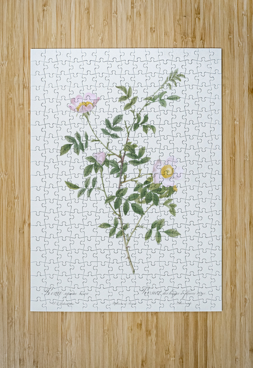Pink hedge rose in bloom IStockHistory com Puzzle printing