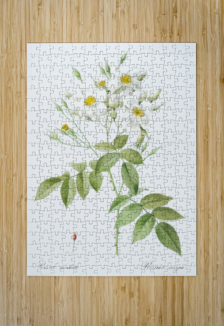 Vintage musk rose IStockHistory com Puzzle printing