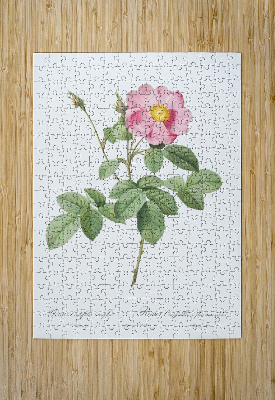 Vintage cabbage rose poster IStockHistory com Puzzle printing