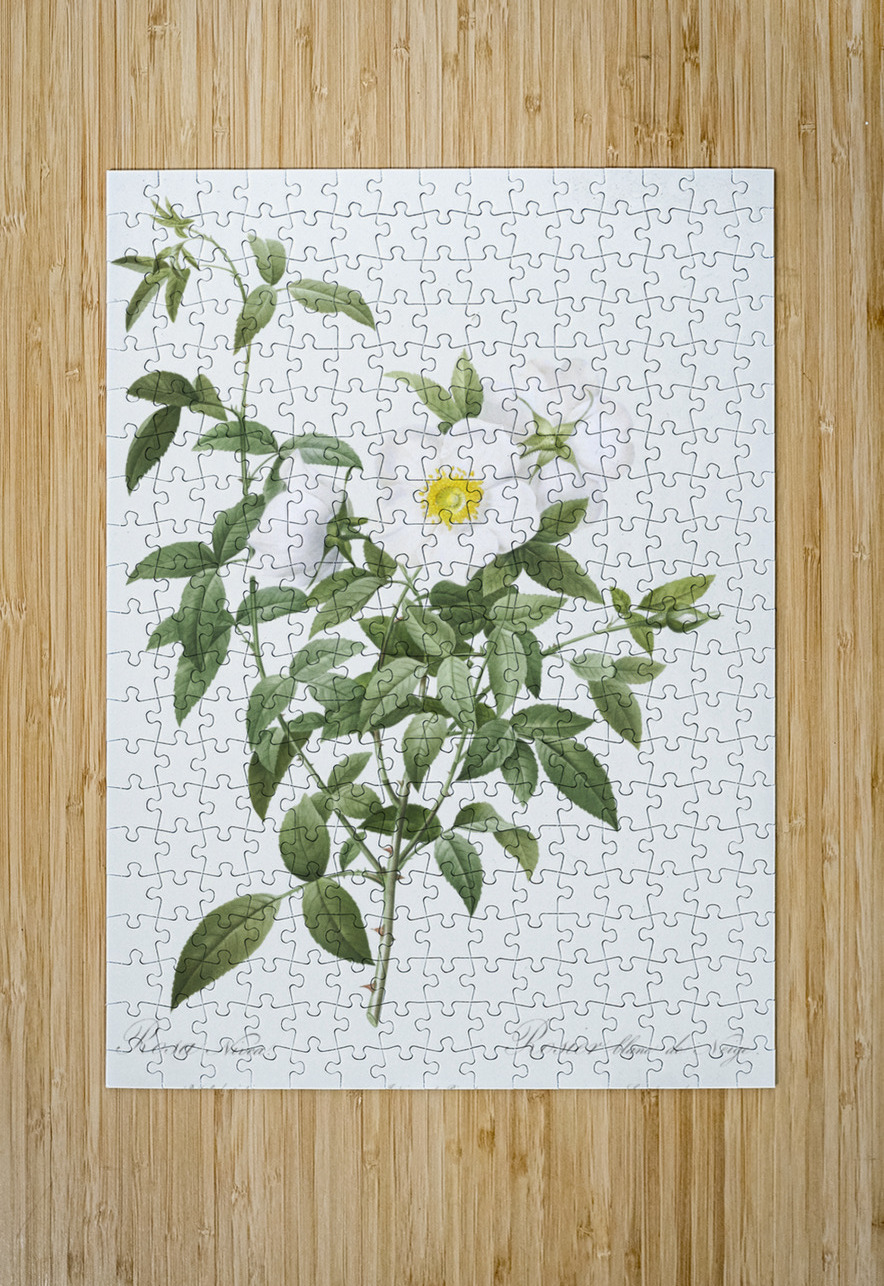 Blooming white roses IStockHistory com Puzzle printing