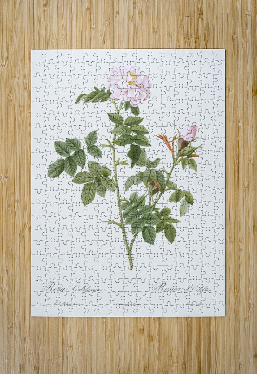 Blooming pink rosebush IStockHistory com Puzzle printing
