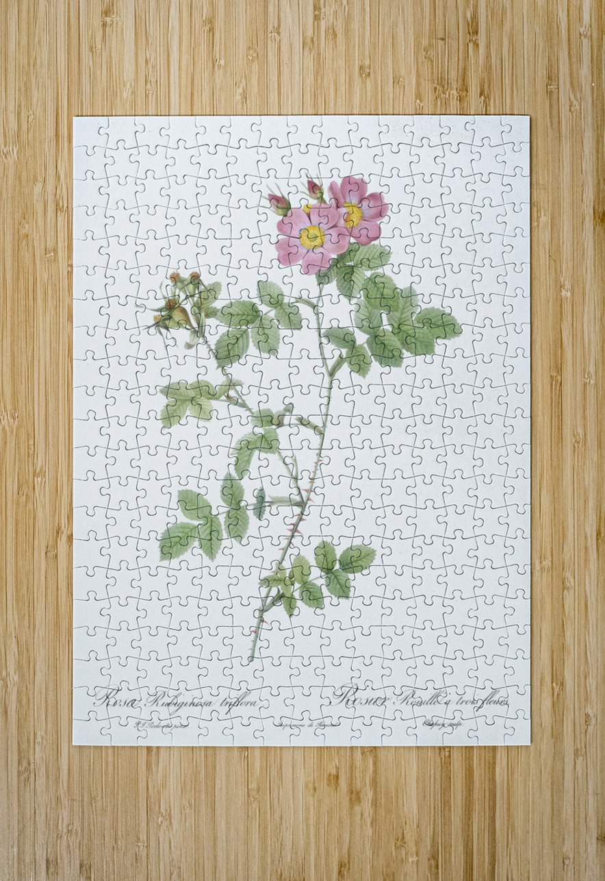 Pink sweetbriar roses IStockHistory com Puzzle printing