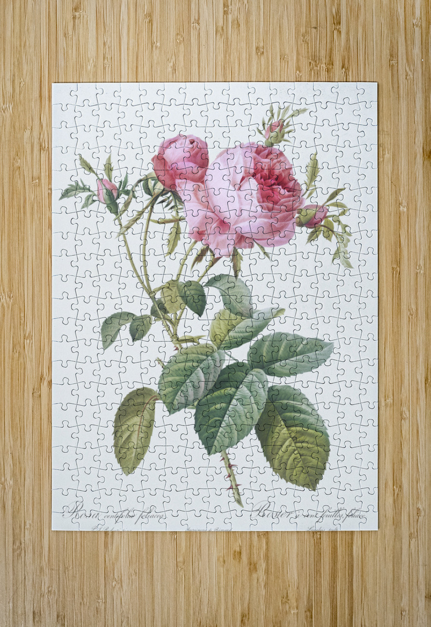 Pink cabbage rose IStockHistory com Puzzle printing
