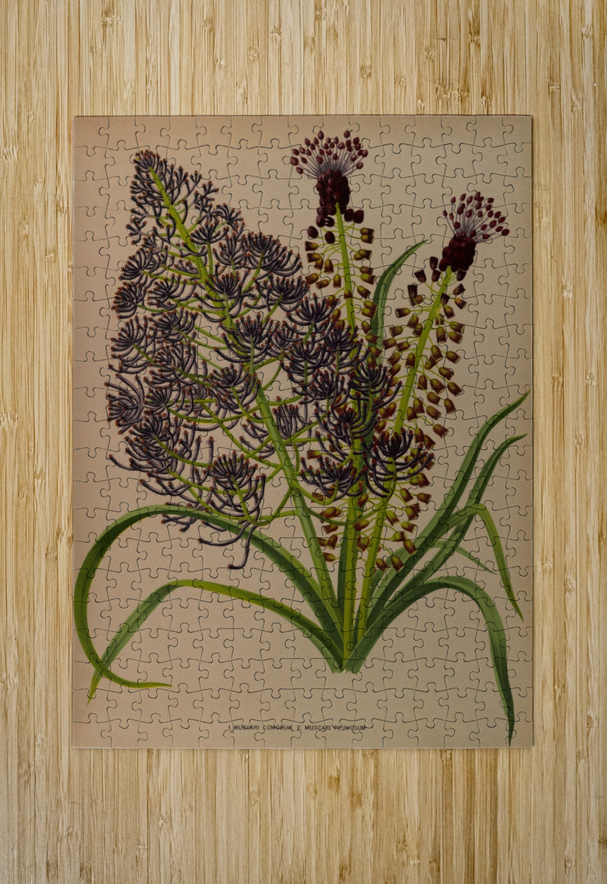 Album van Eeden : Haarlems flora : 1872-1881 IStockHistory com Puzzle printing