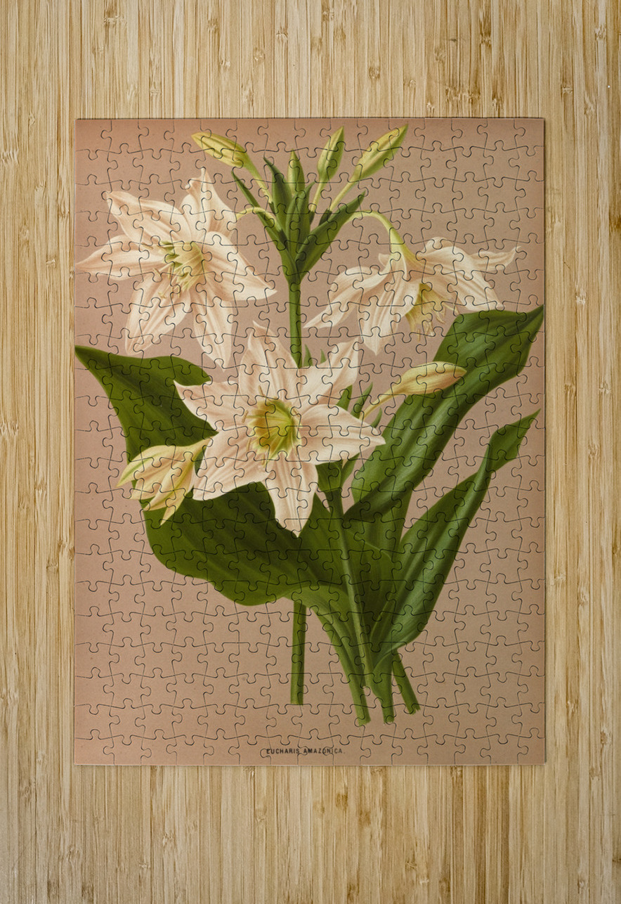 Album van Eeden : Haarlems flora : 1872-1881 IStockHistory com Puzzle printing