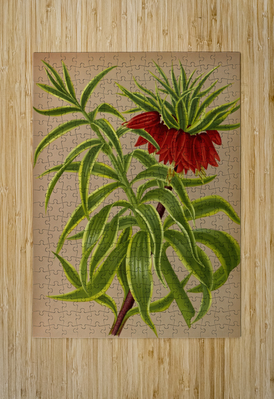 Album van Eeden : Haarlems flora : 1872-1881 IStockHistory com Puzzle printing