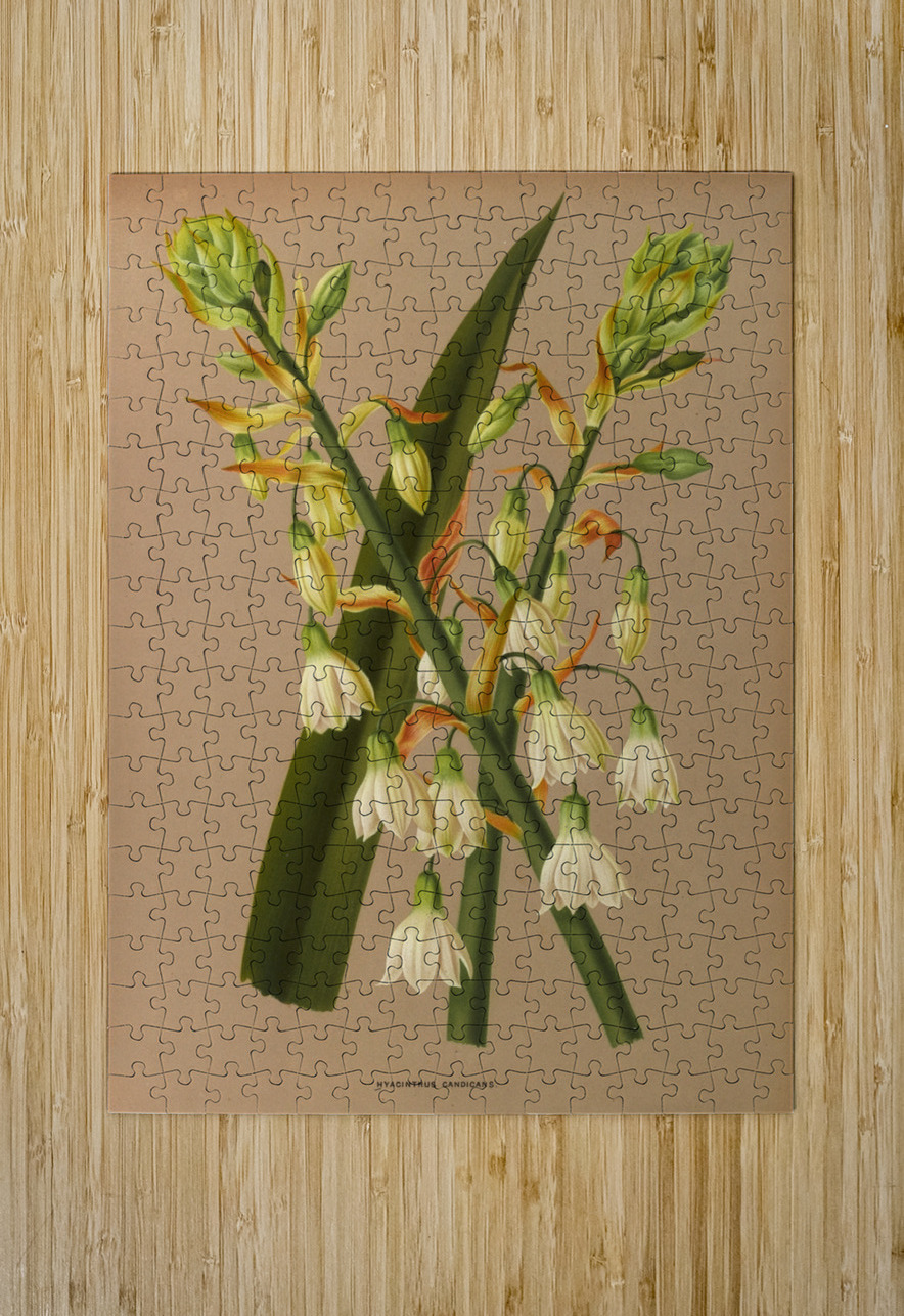 Album van Eeden : Haarlems flora : 1872-1881 IStockHistory com Puzzle printing