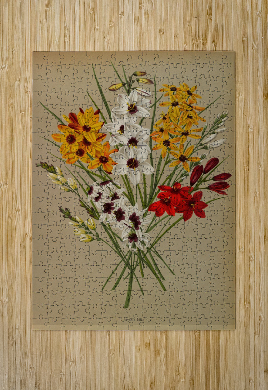 Album van Eeden : Haarlems flora : 1872-1881 IStockHistory com Puzzle printing