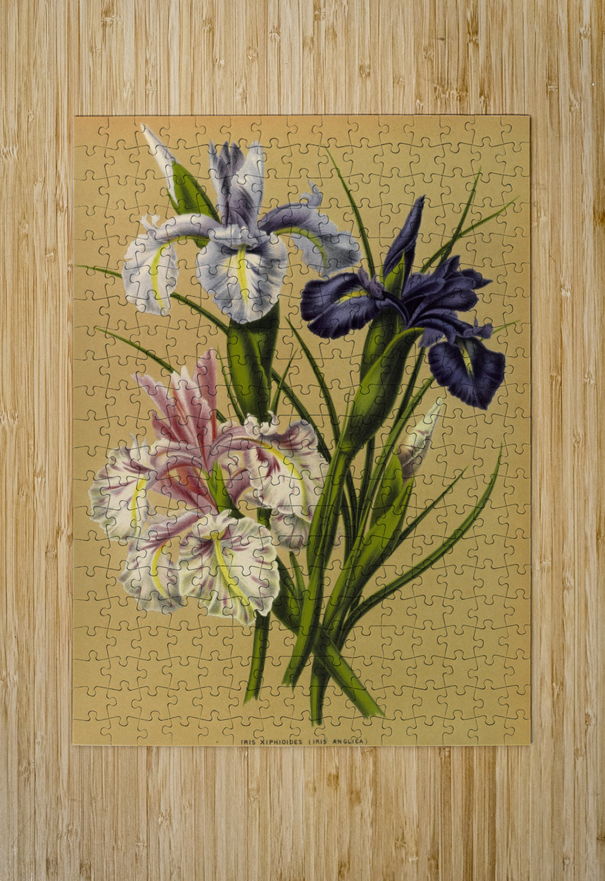 Album van Eeden : Haarlems flora : 1872-1881 IStockHistory com Puzzle printing