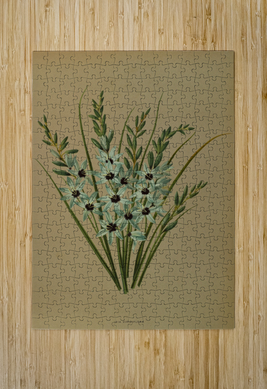 Album van Eeden : Haarlems flora : 1872-1881 IStockHistory com Puzzle printing