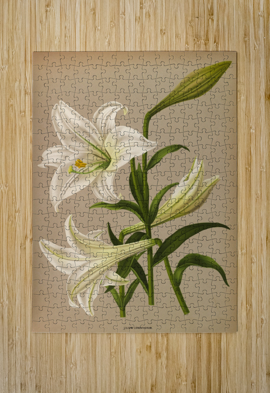 Album van Eeden : Haarlems flora : 1872-1881 IStockHistory com Puzzle printing